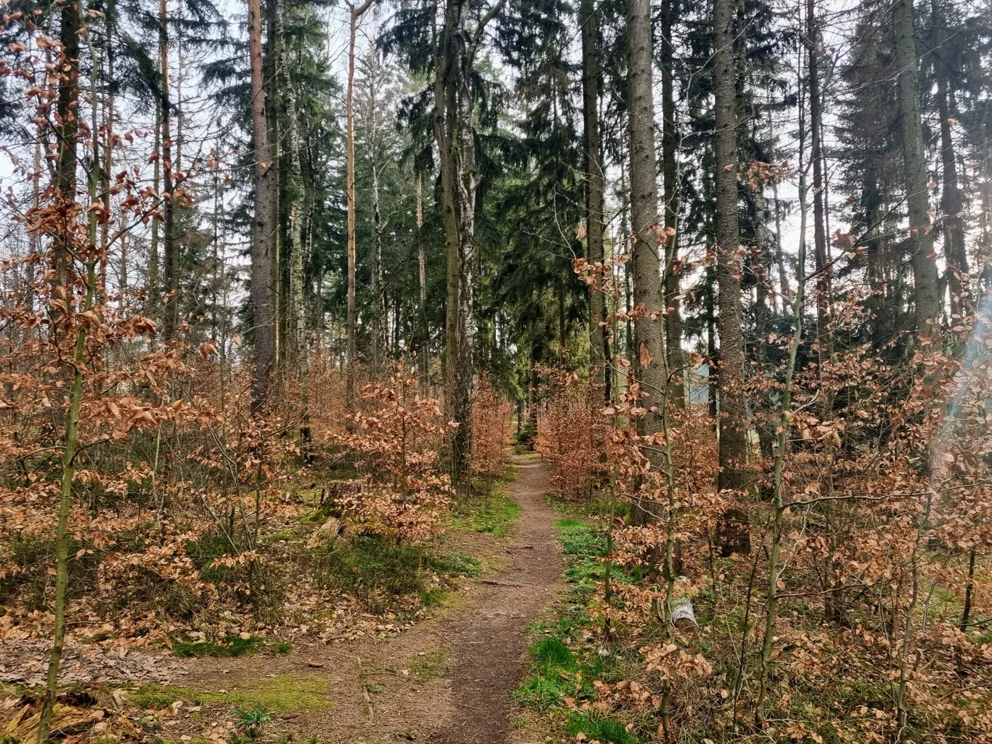 A quiet forest path